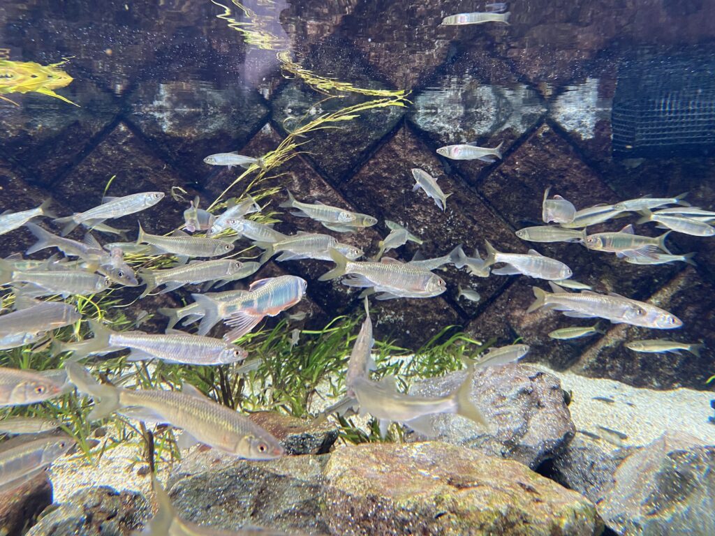 ベイト
