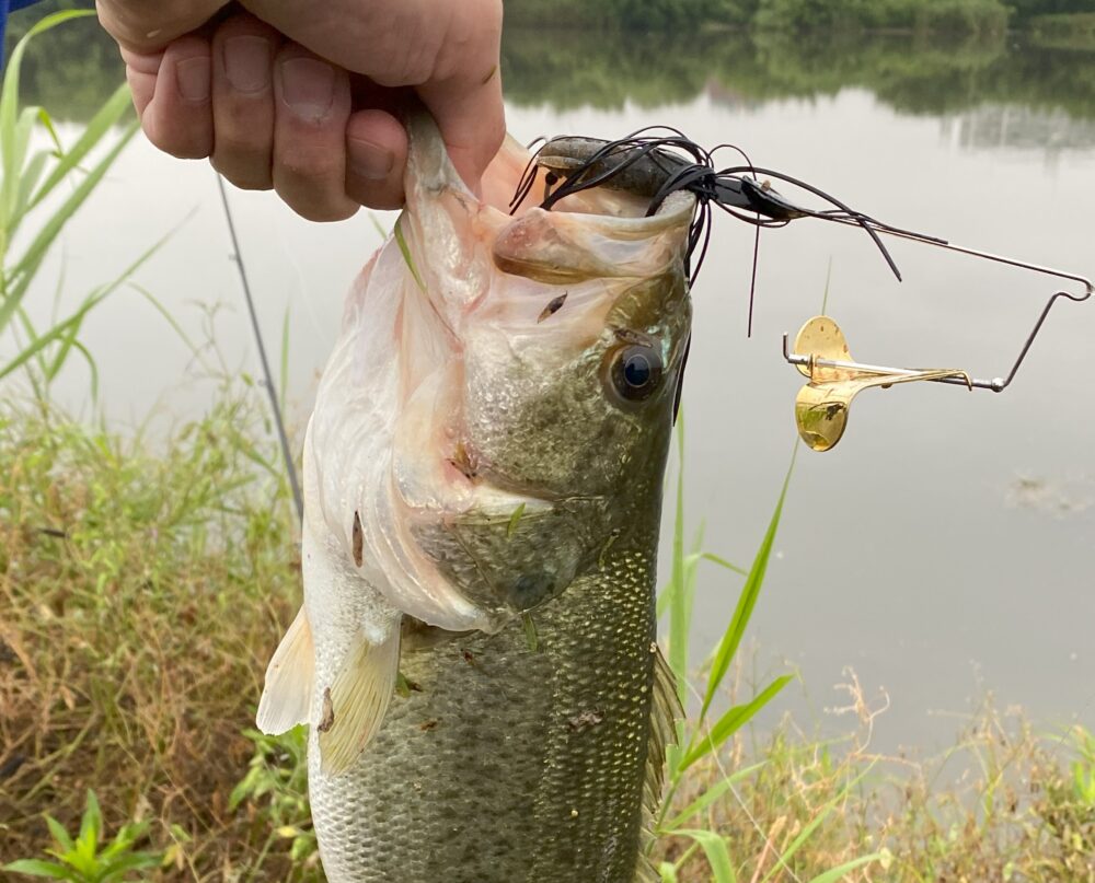 マスタブラスタでの釣果