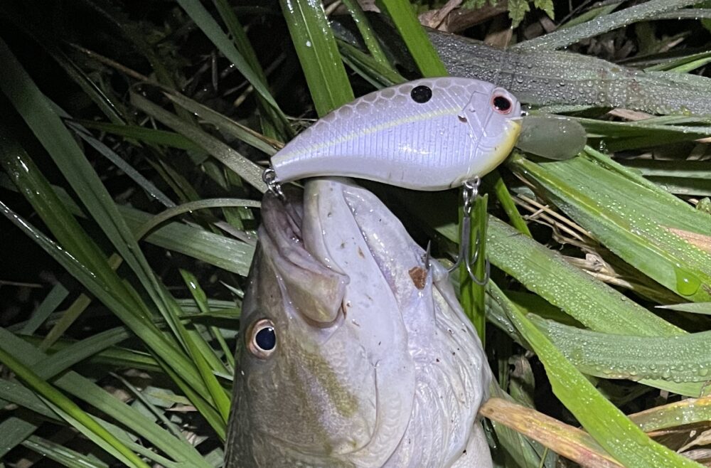 フラットフォースの釣果