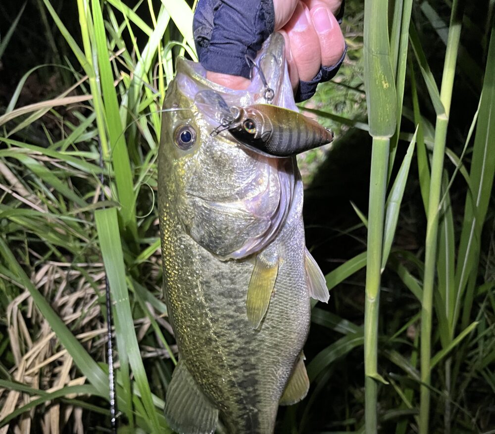 フラップスラップの釣果