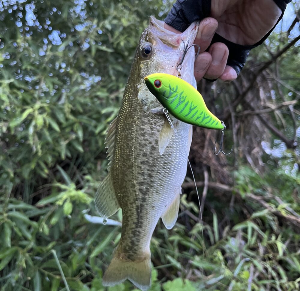 ブザービーターの釣果