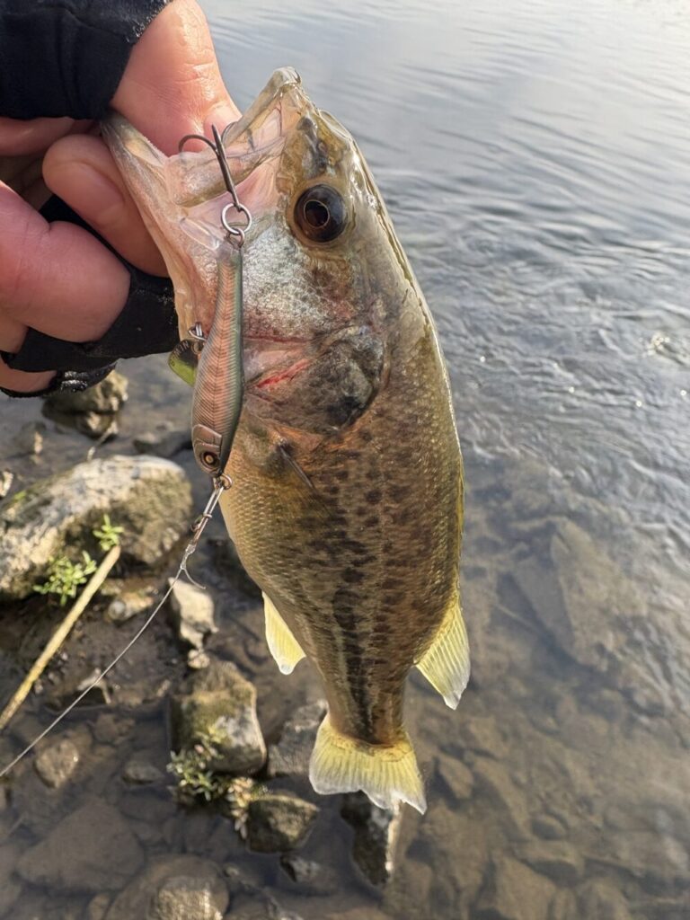 ソギーン40の釣果1