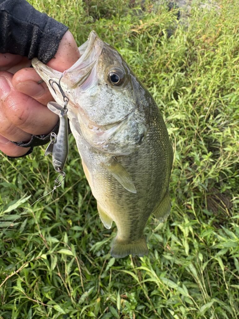 ソギーン40の釣果2