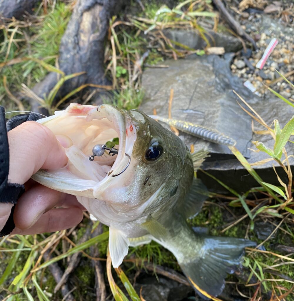 ミドストでの釣果