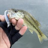 小型ルアーでの釣果
