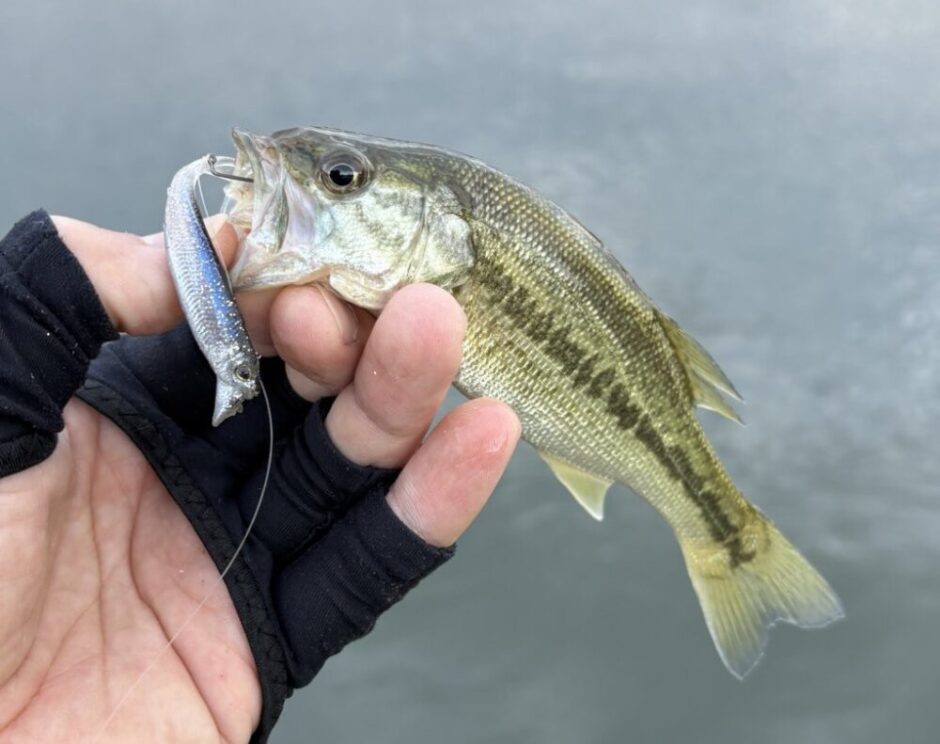 小型ルアーでの釣果