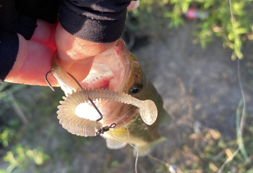 小型シャッドテールでの釣果