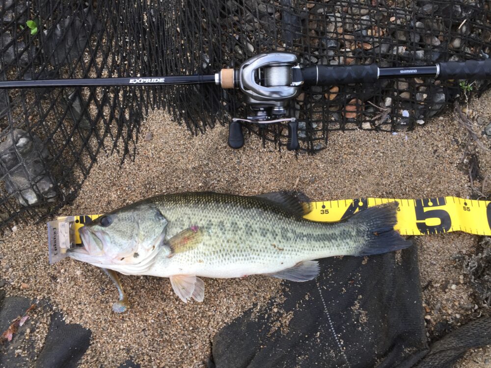 シャッドテールでの魚