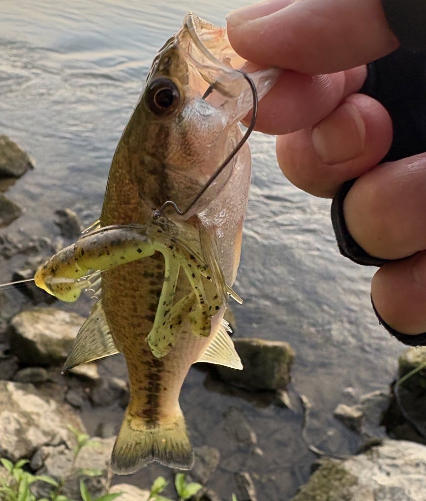 クレイジーフラッパーの釣果