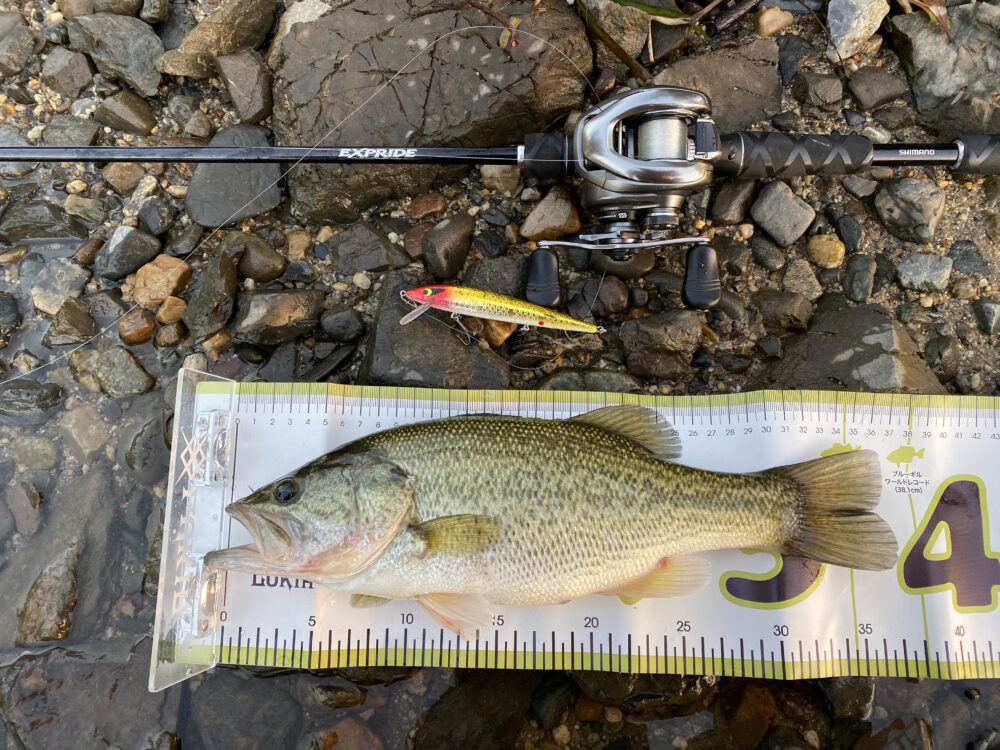 ラトリンログの釣果