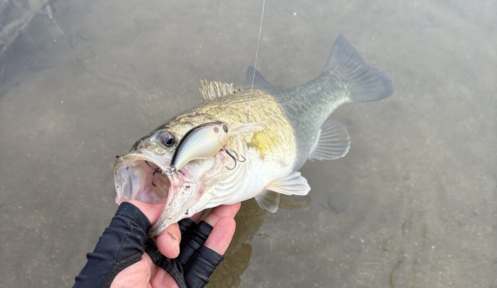 ワイルドハンチの釣果
