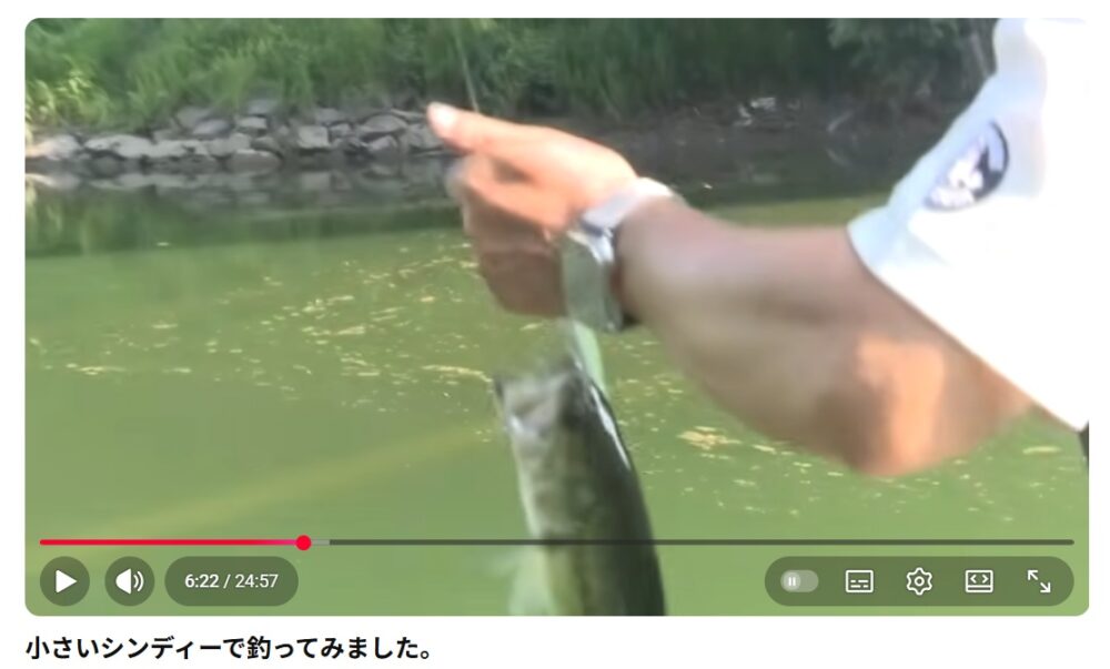 シンディでの釣果