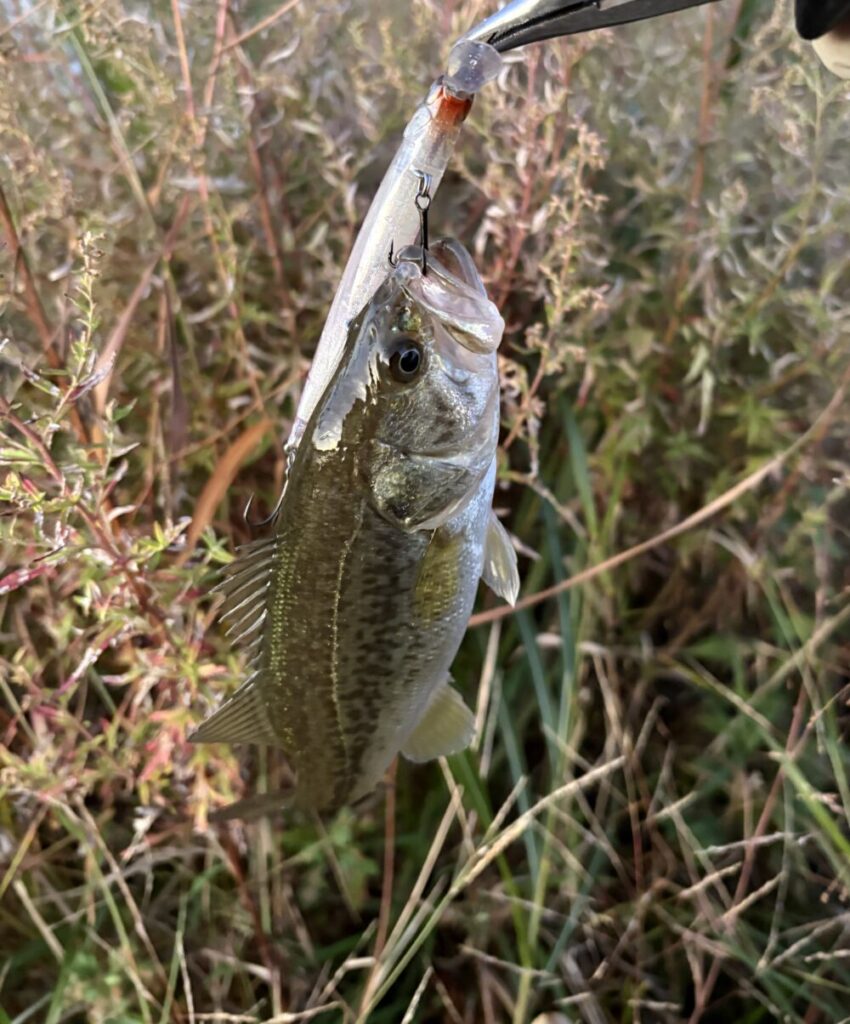 ワンテンjrの釣果