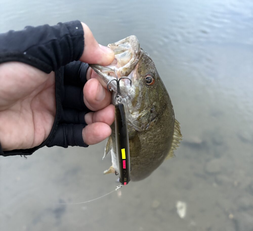 エリー95の釣果