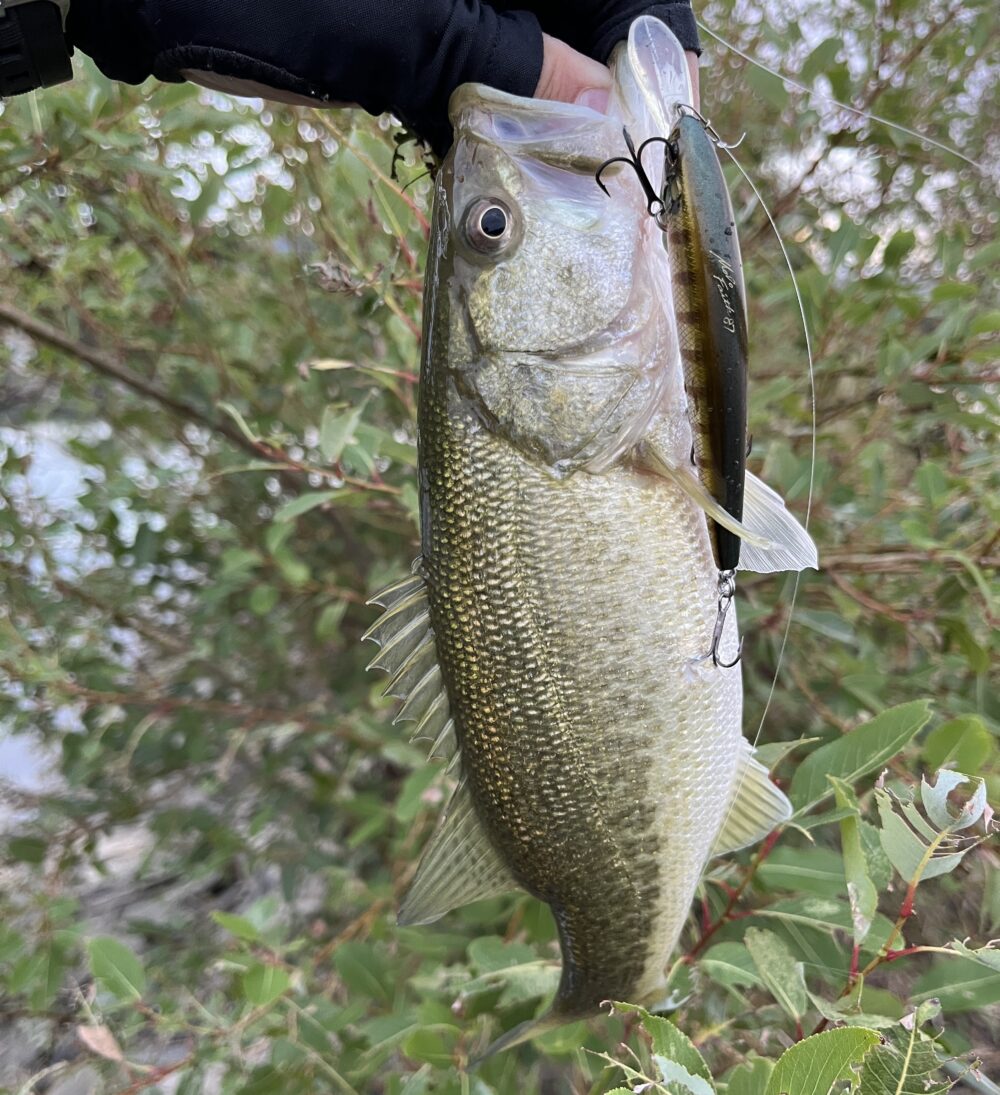 フェイス87の釣果