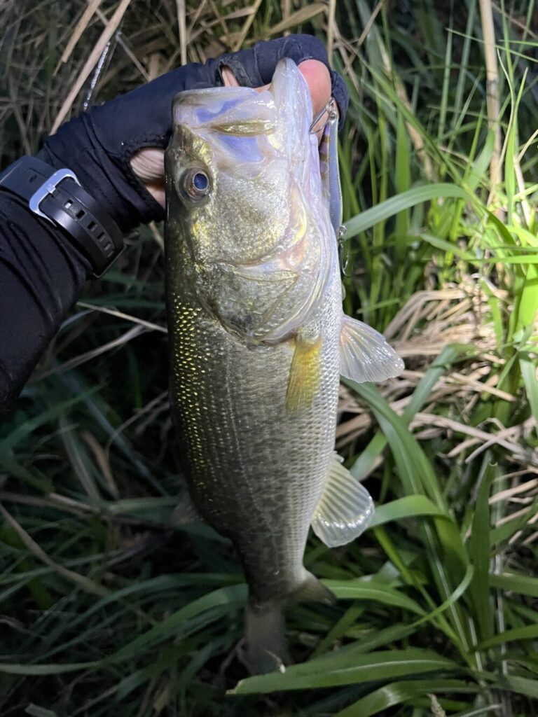 ビーフリーズ78の釣果2