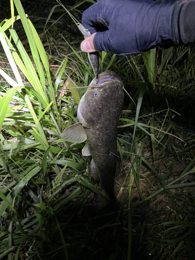 ビーフリーズ78の釣果1