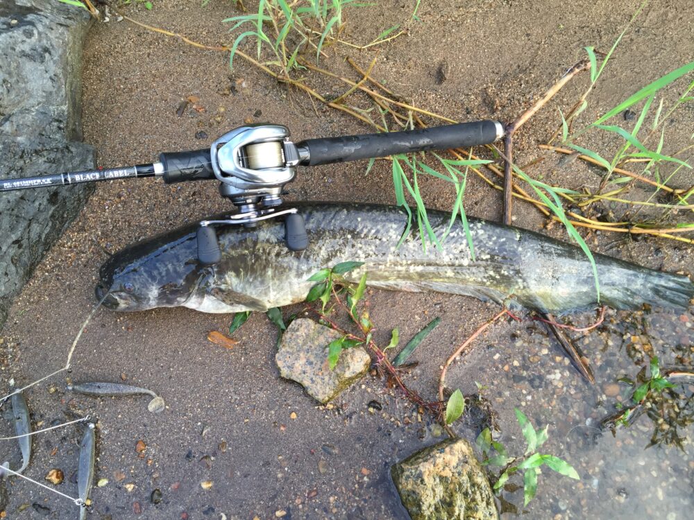 ブラックレーベルのトルク2