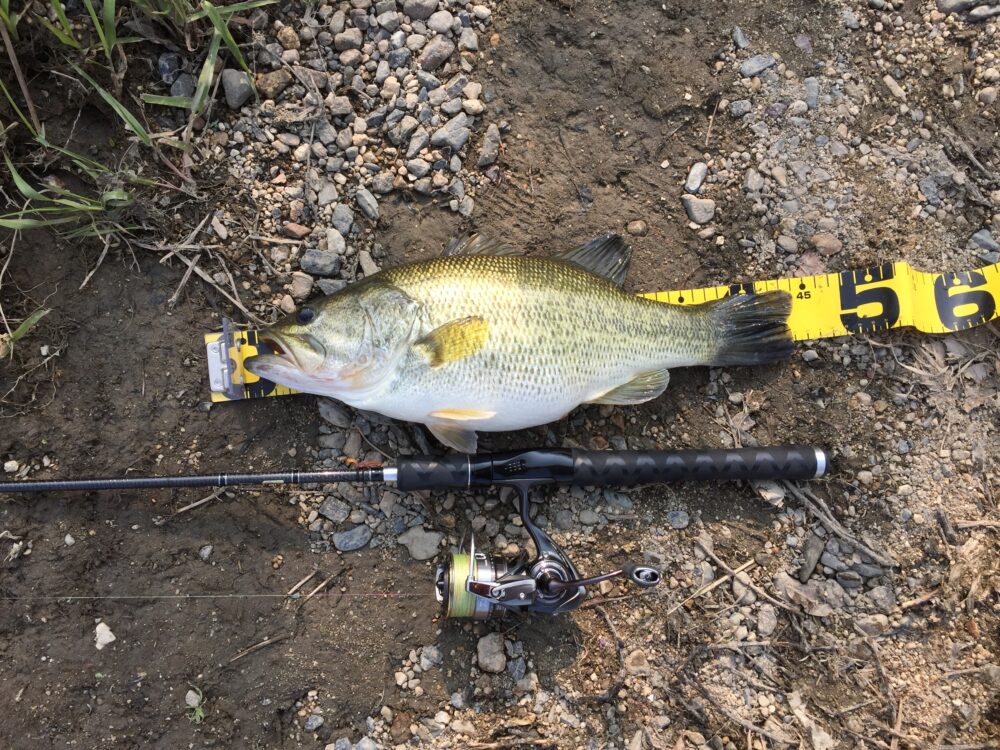 ブラックレーベルのトルク