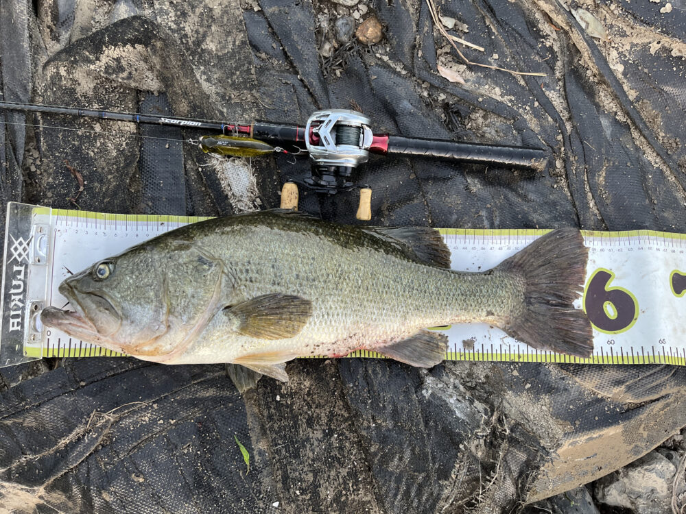 スコーピオンの最強トルク