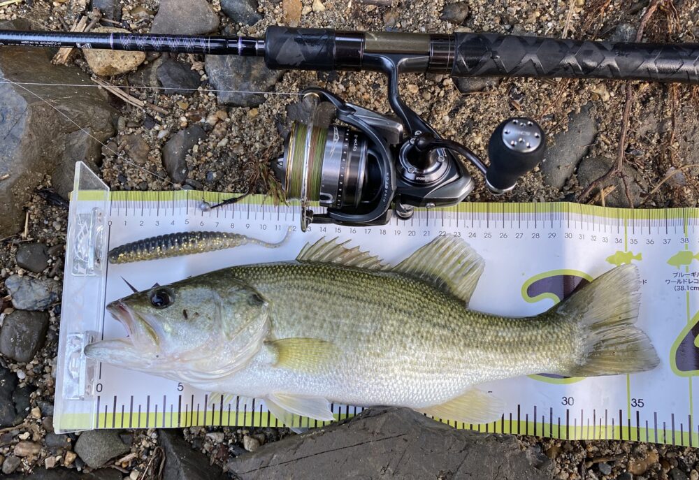 ミドストでの釣果2