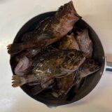 ガシラの釣果