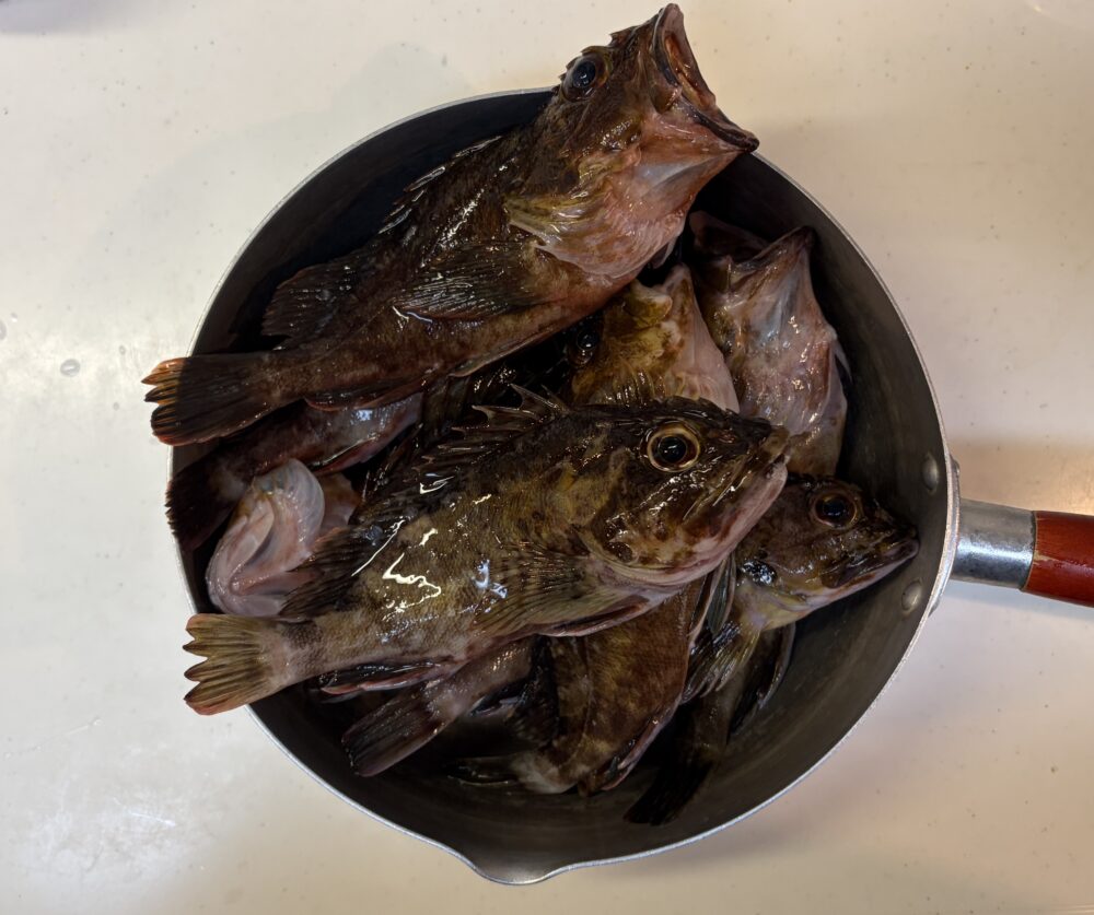 ガシラの釣果